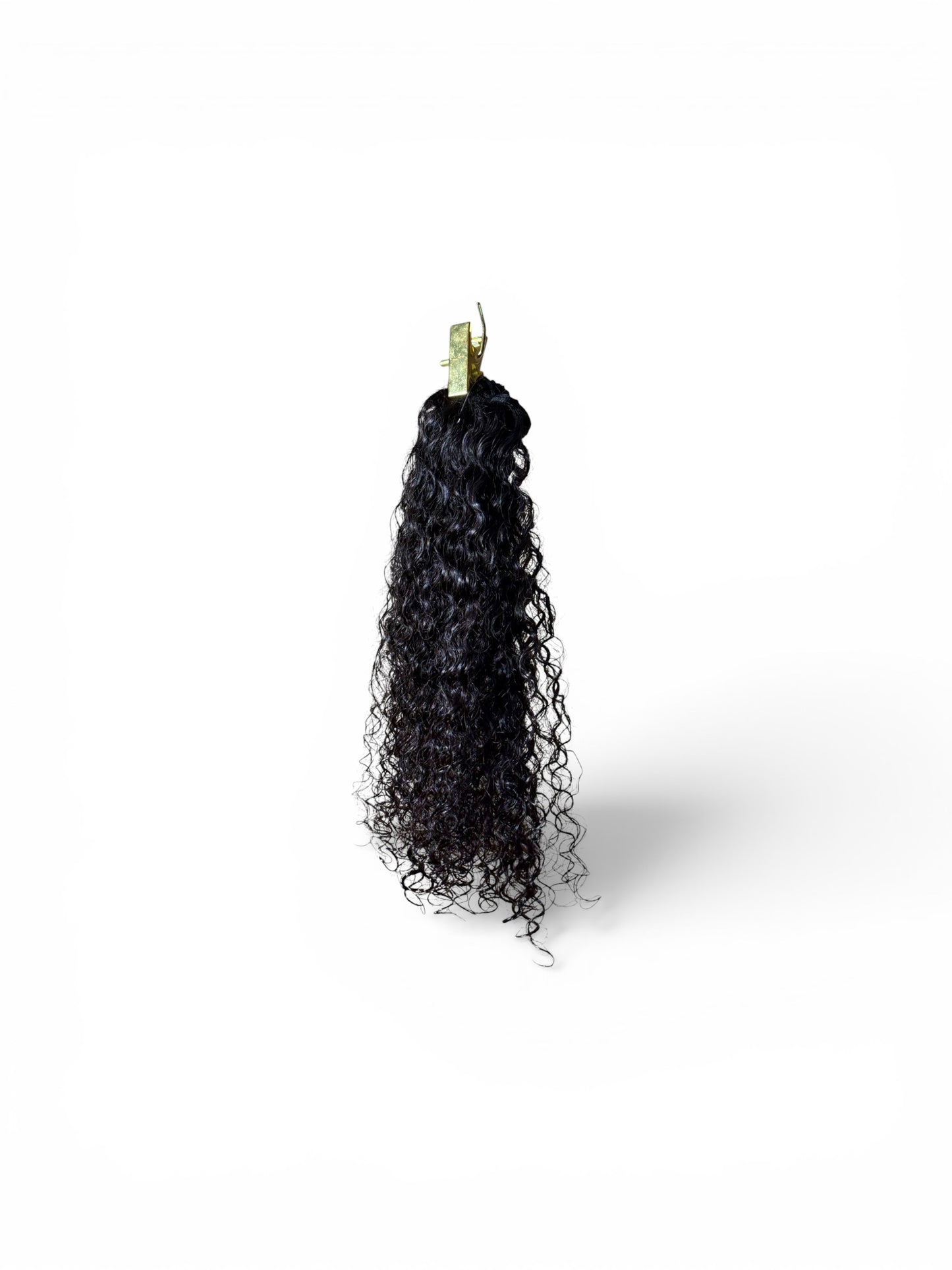 Raw Burmese Curl